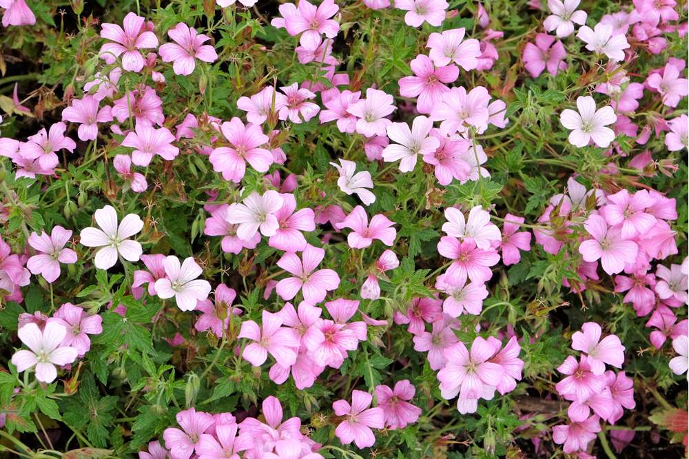 Storkenæb 'Rose Clair'